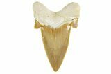 Serrated Sokolovi (Auriculatus) Shark Tooth - Top Quality #372461-1